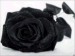 black_rose.jpg